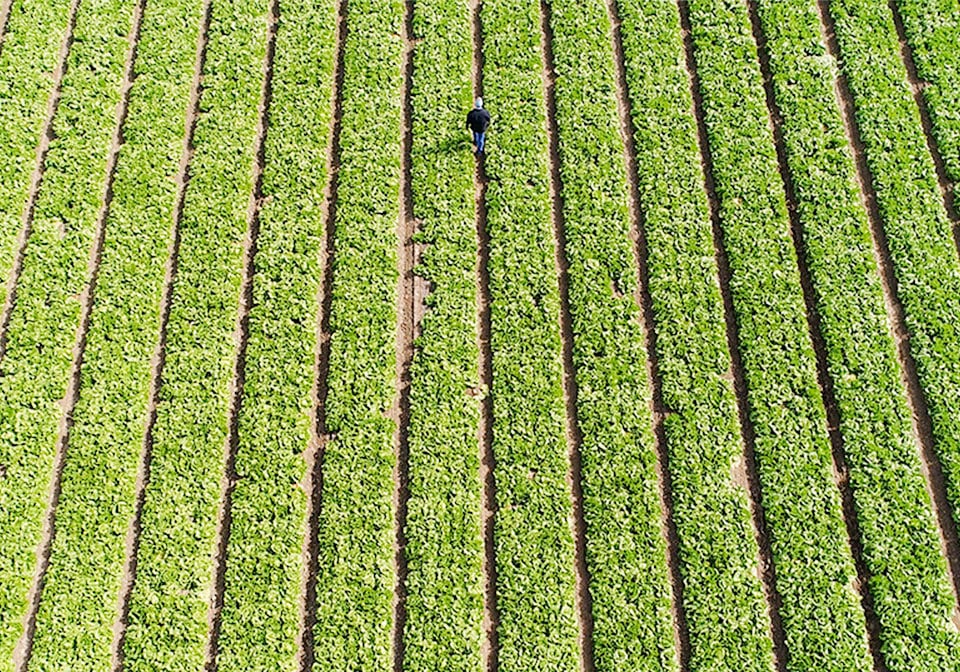 A zoomed out shot of a man walking through a Fresh Express field.